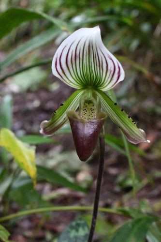 Callus Paphiopedilum