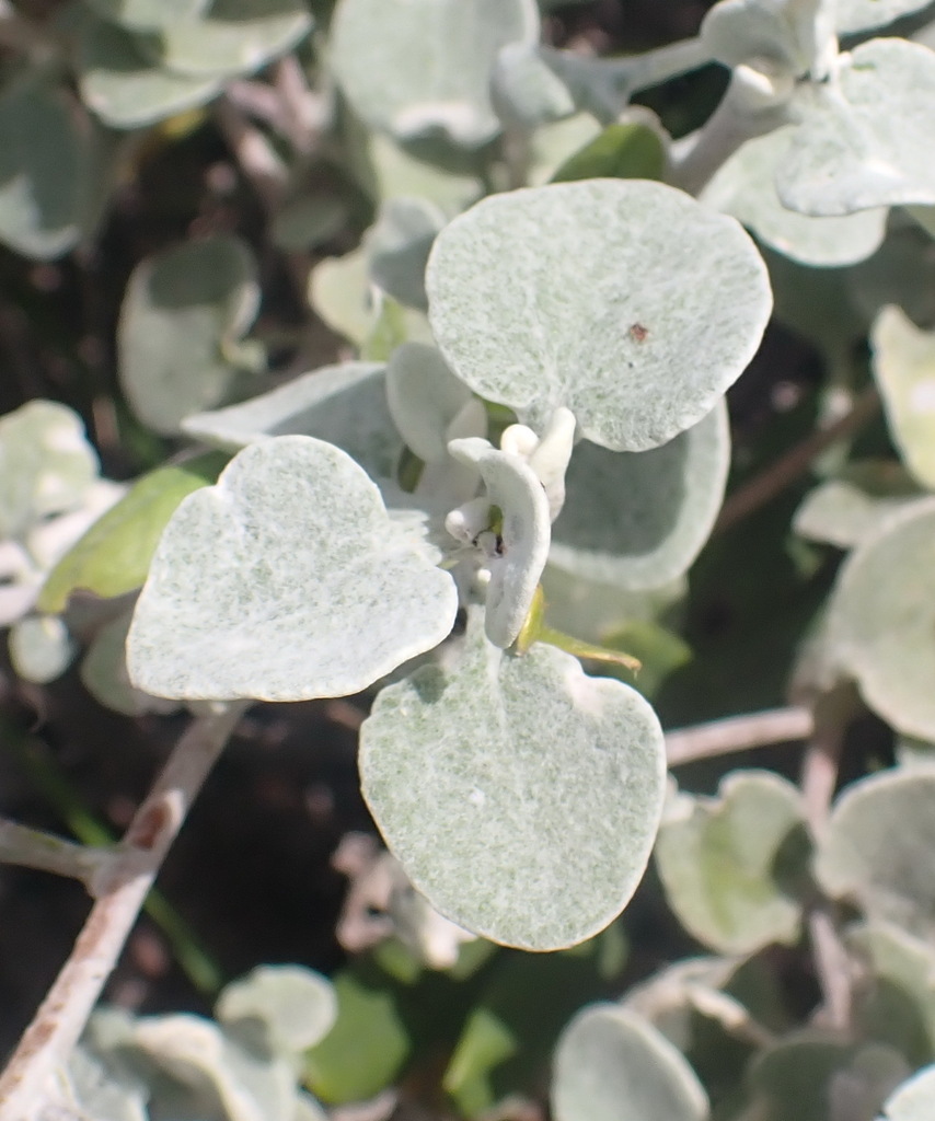 Licorice plant from Uitzicht 216, Portion 112, Garden Route District