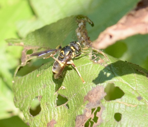 Four-lined Hornet Fly photo 6