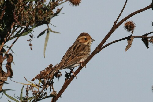 Escribano pigmeo (Emberiza pusilla)
