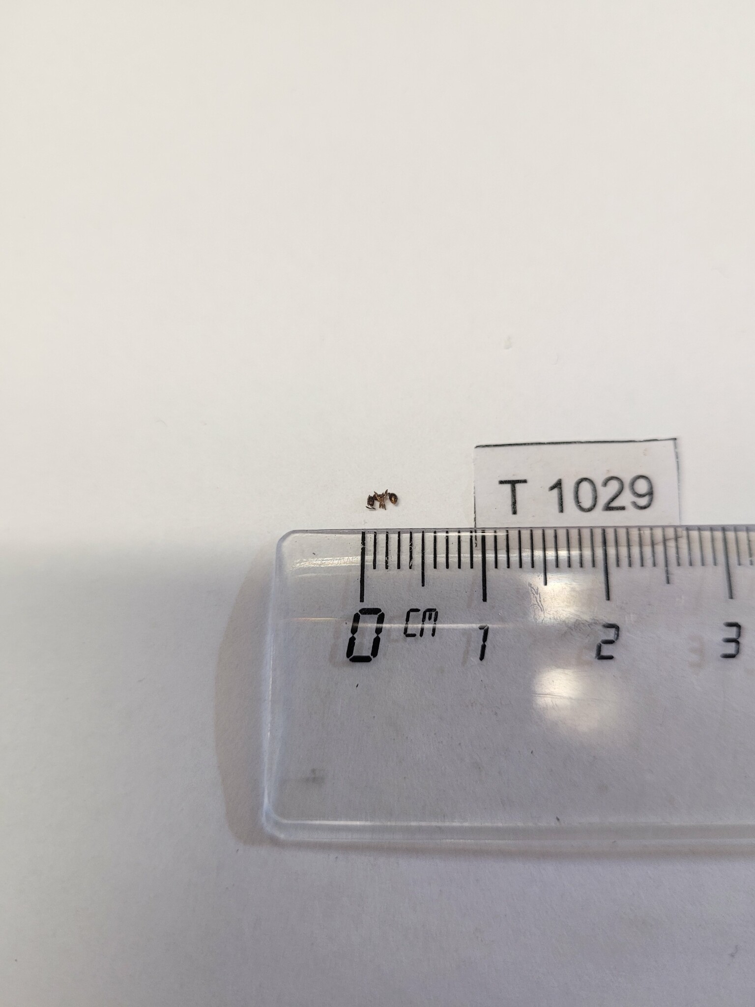 Tetramorium chloe