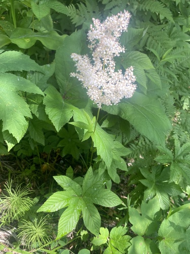 Filipendula digitata, photograph 2