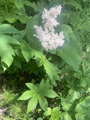 Filipendula digitata, photograph Илья Руденко, CC BY, iNaturalist via GBIF