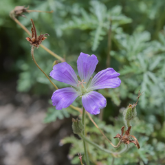 Geranium drakensbergensis