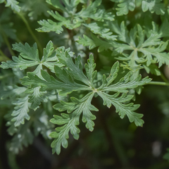 Geranium drakensbergensis