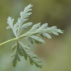 Geranium drakensbergensis
