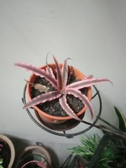 Cryptanthus