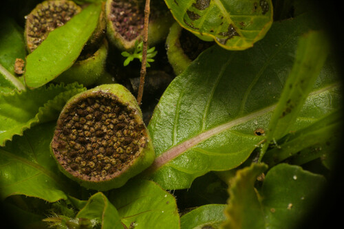 Dorstenia brasiliensis