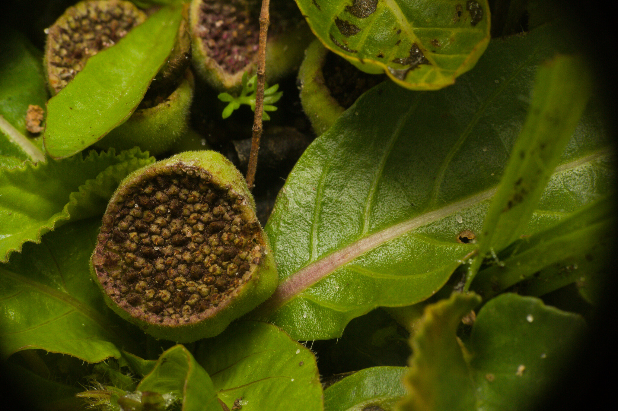 Dorstenia brasiliensis