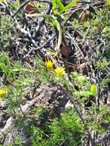 Image of Pteronia aspera by (c) Noeleen du Toit, some rights reserved (CC BY-SA)