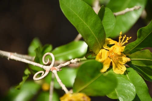 Hugonia mystax (Hugonia mystax)