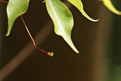Hill-mango (Commiphora caudata)