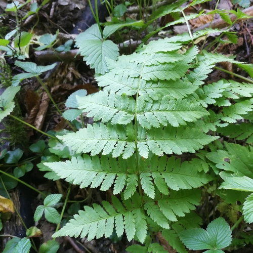 papraď ostnatá (Dryopteris carthusiana)