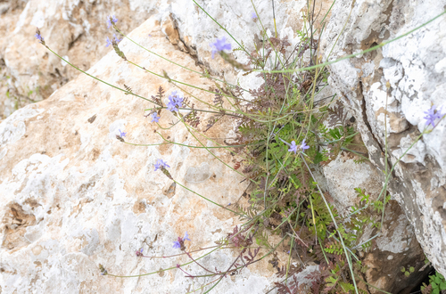 Socotran Lavender (Lavandula nimmoi)