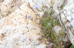 Nimmo's Lavender (Lavandula nimmoi)