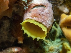 Green Tube Tunicate photo 3