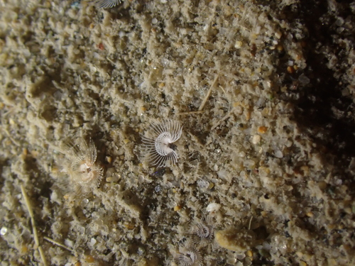 Sand horseshoe worm, Gard, Languedoc-Roussillon, FR, photo 4 of 10