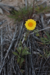Layia glandulosa
