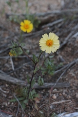 Layia glandulosa