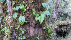 Chinese Hydrangea (Hydrangea anomala)