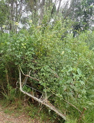 Hibiscus diversifolius diversifolius