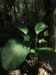 Goeppertia gymnocarpa