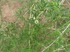 Lippia turbinata