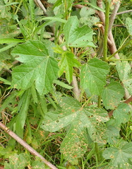 Hibiscus diversifolius diversifolius
