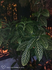 Aphelandra squarrosa