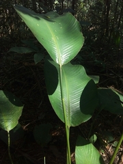 Goeppertia gymnocarpa