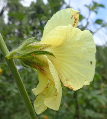 Hibiscus diversifolius diversifolius