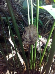 Goeppertia gymnocarpa