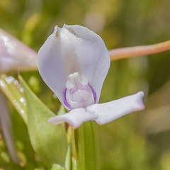 Brownleea macroceras