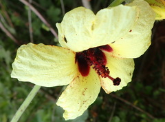 Hibiscus diversifolius diversifolius
