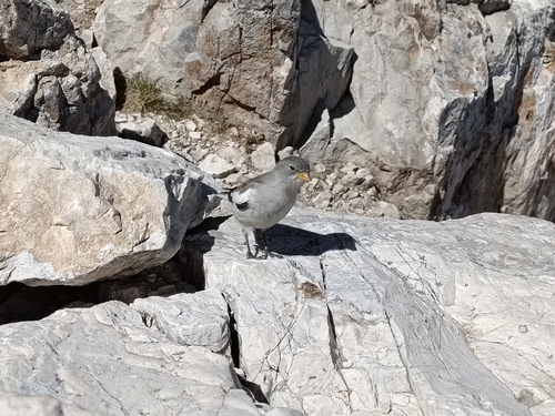 White-winged Snowfinch, Gran Sasso e Monti della Laga, IT-TE, Abruzzo, IT, photo 10 of 10
