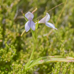 Brownleea macroceras