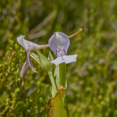 Brownleea macroceras