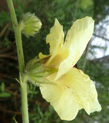 Hibiscus diversifolius diversifolius
