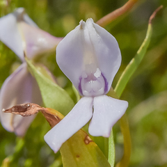 Brownleea macroceras