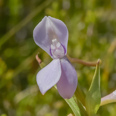 Brownleea macroceras