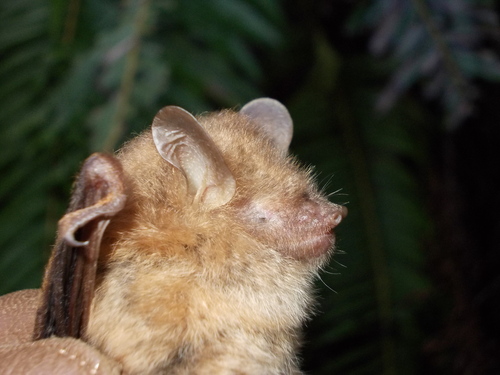 Ryukyu Tube-nosed Bat (Murina ryukyuana) — Endangered Mammalia
