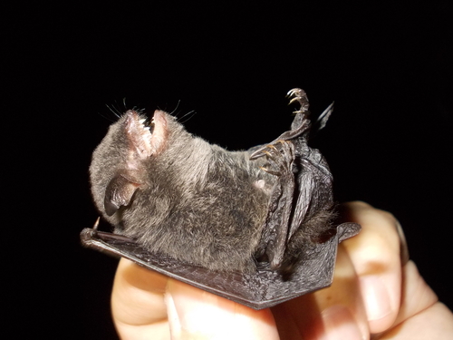 Yanbaru Whiskered Bat (Myotis yanbarensis) — Critically Endangered Mammalia