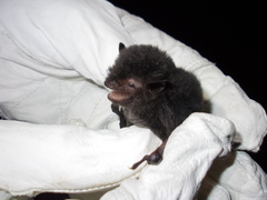 Yanbaru Myotis photo 2