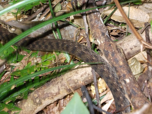 Photo of a Pryer's Keelback (Hebius pryeri)