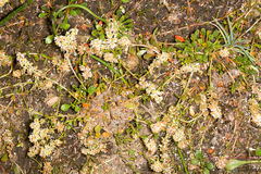 Sesamoides spathulifolia