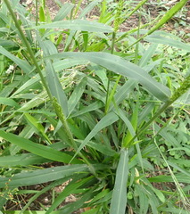 Panicum deustum