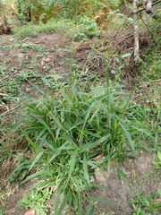 Panicum deustum