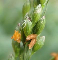 Panicum deustum