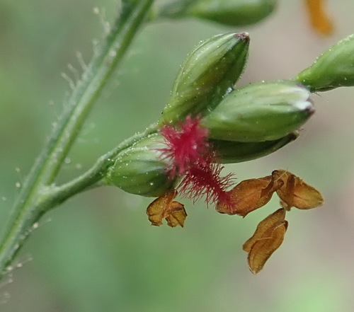 Image of Panicum deustum by (c) Nicola van Berkel, some rights reserved (CC BY-SA)