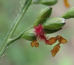 Panicum deustum